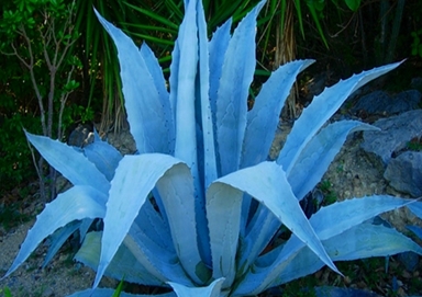 Blue-Agave-Nectar